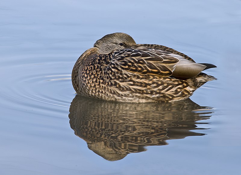 File:Female Mallard Duck Rest 3.jpg