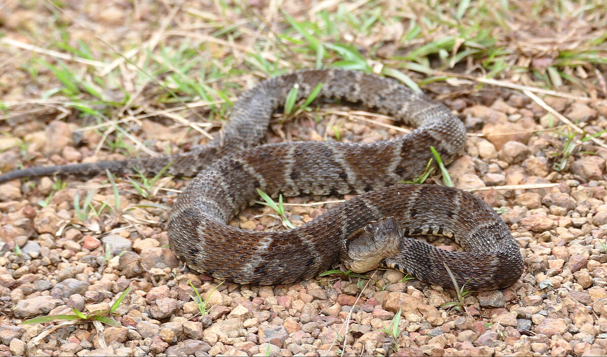 BOTHROPS Atrox