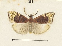 Illustration by George Hudson. Fig 31 MA I437621 TePapa Plate-XXII-The-butterflies full (cropped).jpg