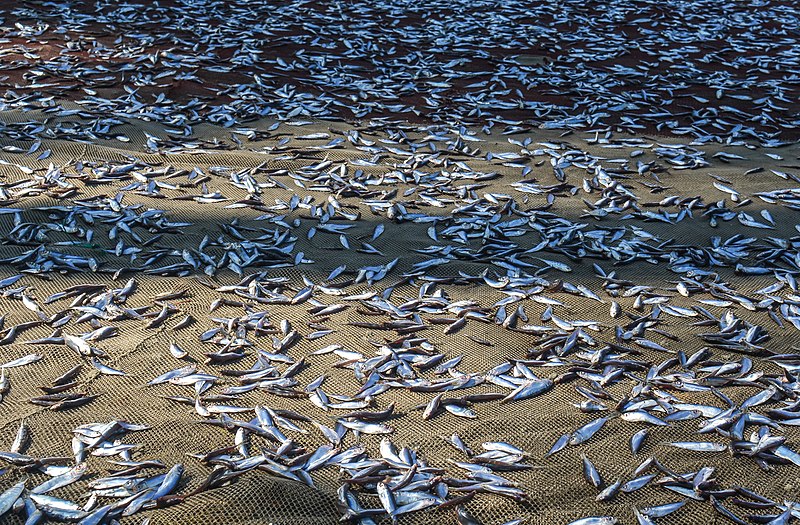 File:Fishes allow to dry in the sun, Cox's bazar.jpg