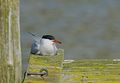 Fisktärna - Common Tern (8527803831).jpg