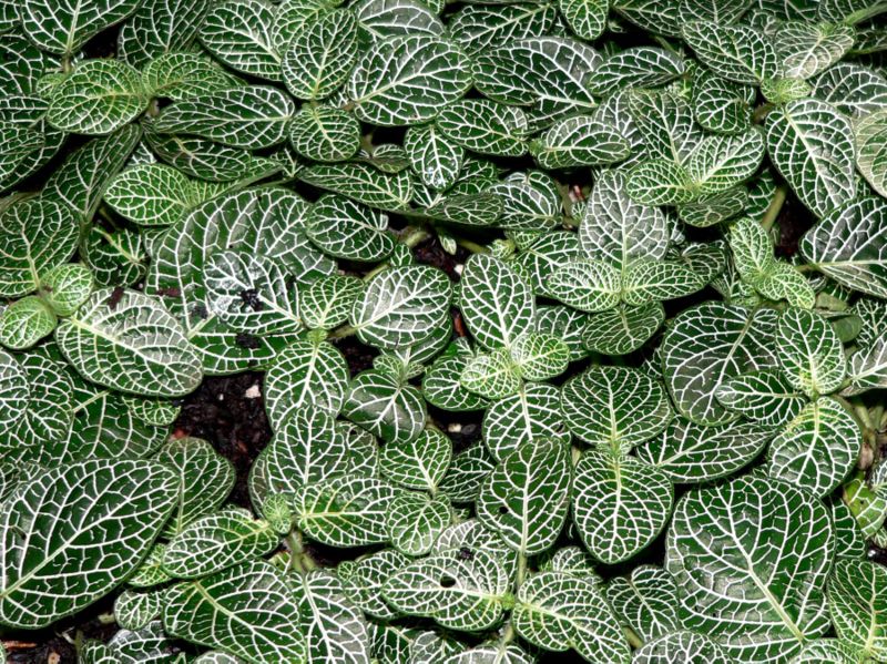 File:Fittonia albivenis 4.jpg