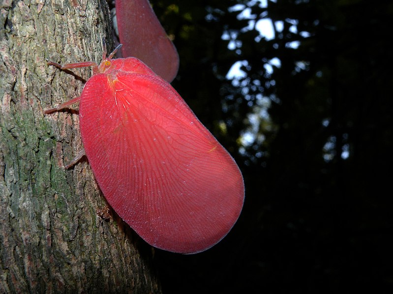 File:Flatid Leaf Bug, Ankarafantsika National Park, Madagascar (4466623929).jpg