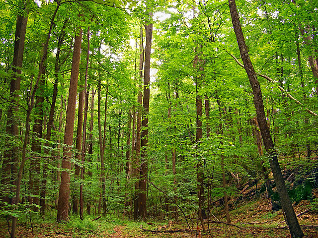 Lövskog i New Jersey, USA.