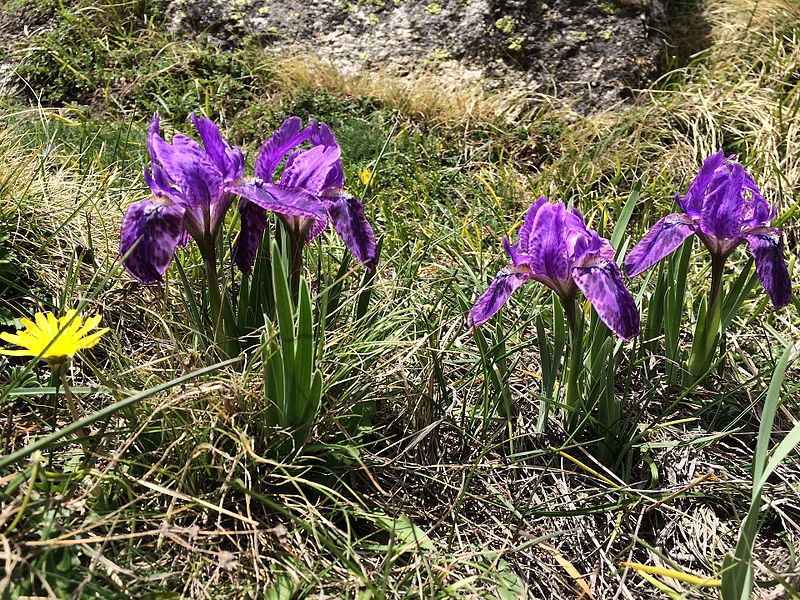 File:Flowered Grass.jpg