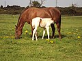 Horses at Frankby