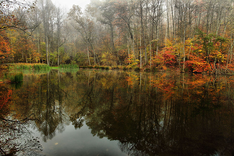 File:Foggy-autumn-lake - Virginia - ForestWander.jpg