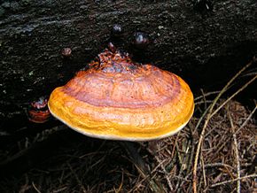 Tämän kuvan kuvaus, myös kommentoitu alla