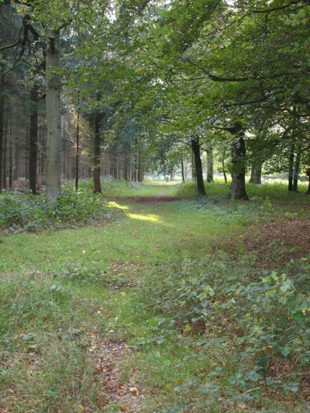 File:Footpath inside Chase Woods - geograph.org.uk - 260610.jpg