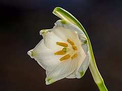Frühlings-Knotenblume (Leucojum vernum) (SDG 15)