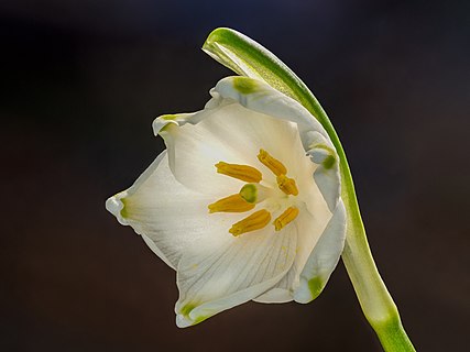 Flower of spring marigold (Leucojum vernum)