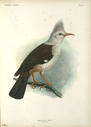 Liste Der Neuzeitlich Ausgestorbenen Vögel: Nach 1500 ausgestorbene Vogelarten und -unterarten, Siehe auch, Literatur