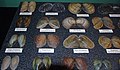 Freshwater bivalve shells (Holocene; midwestern USA) 1.jpg