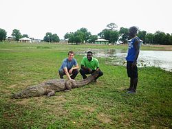 Friendly Paga Crocodile I.jpg