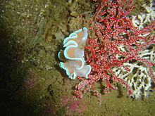 Frilled nudibranch at Steenbras Deep DSC09845.JPG