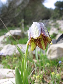 <i>Fritillaria crassifolia</i> species of plant in the family Liliaceae