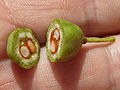 Plod slizoplodu tobira (Pittosporum tobira)