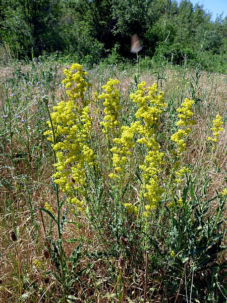 File:GALIUM VERUM - MORROCURT - IB-713 (Herba dels talls).JPG