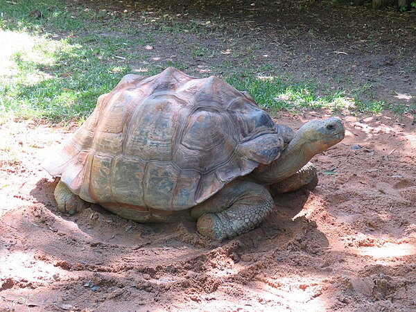 One of the zoo's Galapagos tortoises
