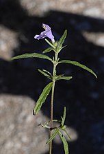 Galeopsis angustifolia (Galéopsis à feuilles étroites)