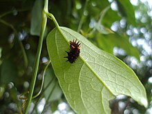 Early instar larva of Troides minos Garudasalabhamlarva.jpg