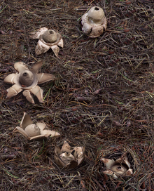 Six star-shaped fungi arranged in a semicircle on the ground. The bottom fungus is partially buried, and the rays of its 