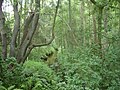 Natuurgebied Geestmoor-Klosterbachtal, de Klosterbach