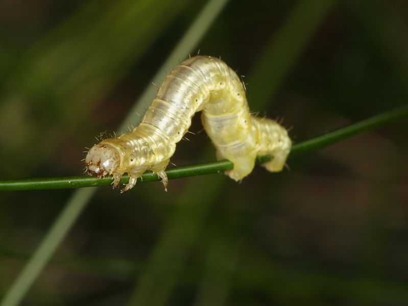 File:Geometridae larva.jpg