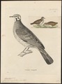 Geophaps scripta - 1700-1880 - Print - Iconographia Zoologica - Special Collections University of Amsterdam - UBA01 IZ15600283.tif