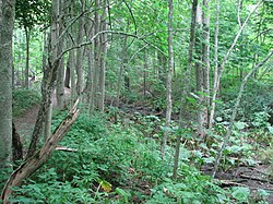 Georges River Canal bed.JPG