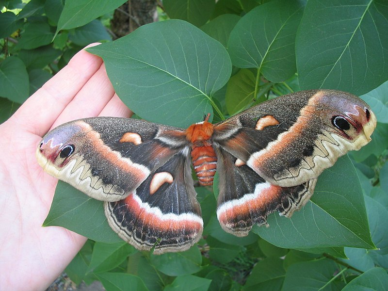 File:Giant Moth (175627082).jpg