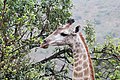 * Nomination South African giraffe (Giraffa camelopardalis giraffa) in Zulu Nyala Game Reserve, South Africa --Bgag 00:20, 10 October 2018 (UTC) * Promotion Good quality. -- Johann Jaritz 02:12, 10 October 2018 (UTC)