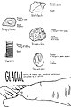 Depositional Environment: Glacial