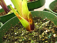 Gladiolus plant inoculated with B. gladioli Gladiolus plant inoculated with B. gladioli.JPG