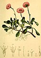 Globularia cordifolia
