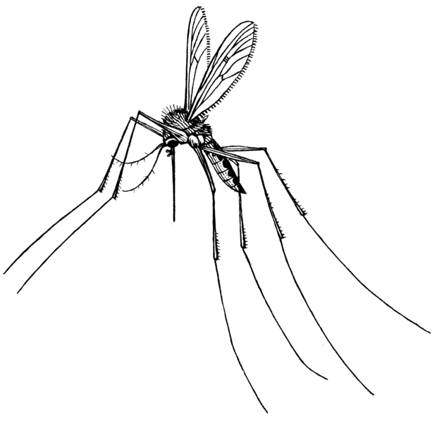 File:Gnat (PSF).png