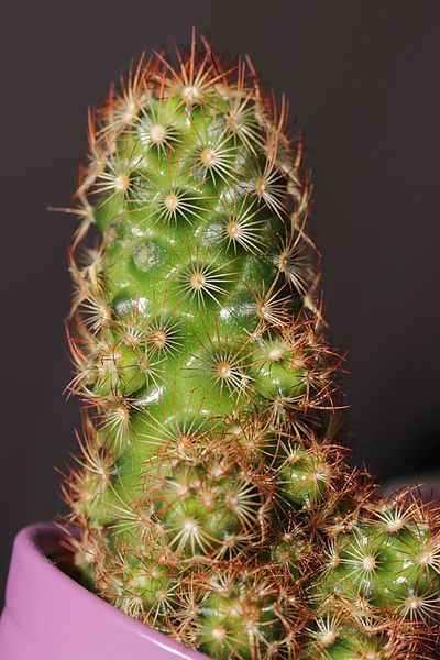 File:Gold Lace Cactus - Mammillaria elongata (24708835735).jpg