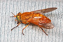 Golden Deer Fly - Silvius gigantulus, Bassetts, California.jpg