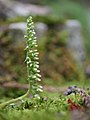 Goodyera pendula