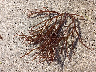 <i>Gracilaria coronopifolia</i> Species of algae