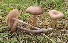 Graulilastieliger Zartling Entoloma Griseocyaneum.JPG