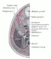 İnsan embrionunun üfüqi kəsiyində damarların proyeksiyası