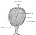 Површина гибонског ембриона (Hylobates concolor).