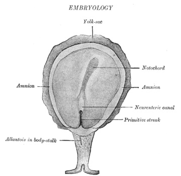 Neurenteric canal