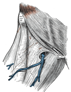 The landmarks and boundaries for fascia lata harvest are shown