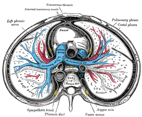 Arterie polmonari