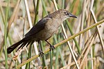 Great-tailed Grackle - female.jpg