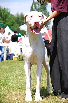 Cachorro da raça dogue alemão é reconhecido como 'herói' nos
