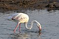 Greater Flamingo AMSM6029-GFLA.jpg