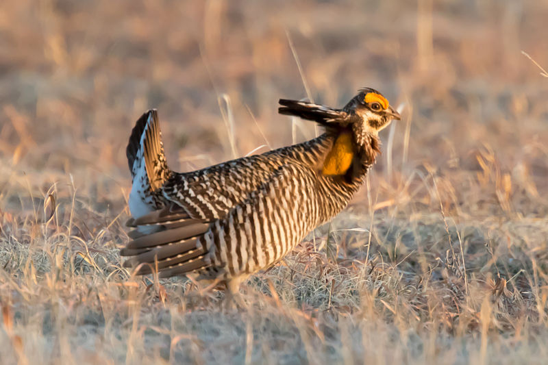 File:Greater Prairie Chicken (Tympanuchus cupido) (20163587720).jpg